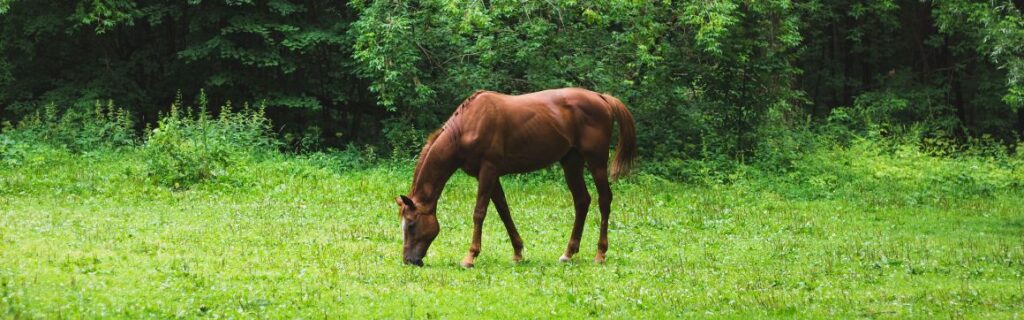 Een kunststof palletbox als slowfeeder voor paarden